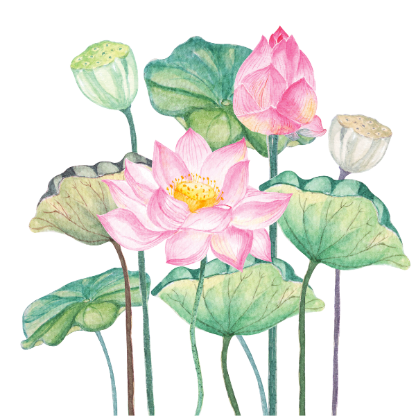 Lotus Bunch